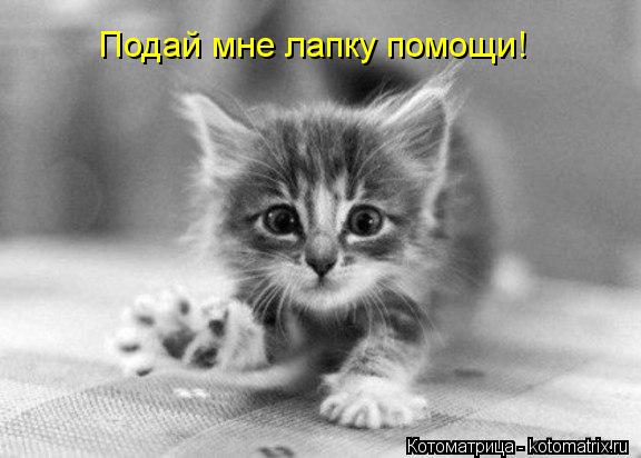 Котоматрица: Подай мне лапку помощи!