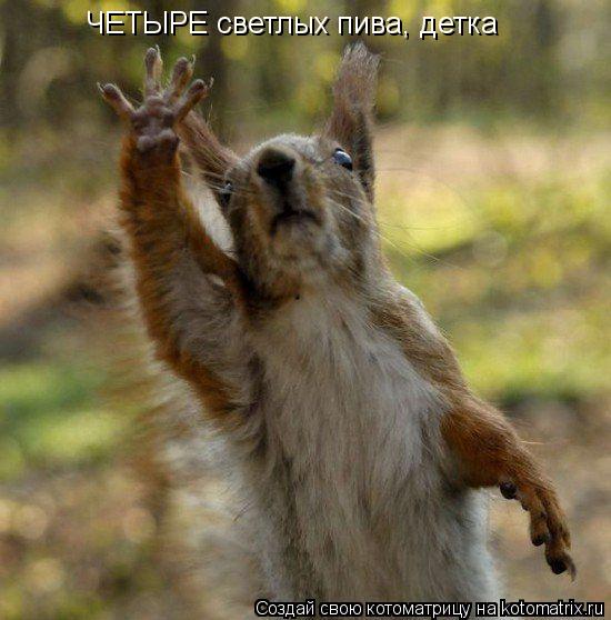 Котоматрица: ЧЕТЫРЕ светлых пива, детка