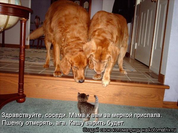 Здравствуйте, соседи. Мама к вам за меркой прислала. Пшенку отмерять, ага. Кашу варить будет.... Котоматрица: Здравствуйте, соседи. Мама к вам за меркой прислала. Пшенку отмерять, ага. Кашу варить будет.