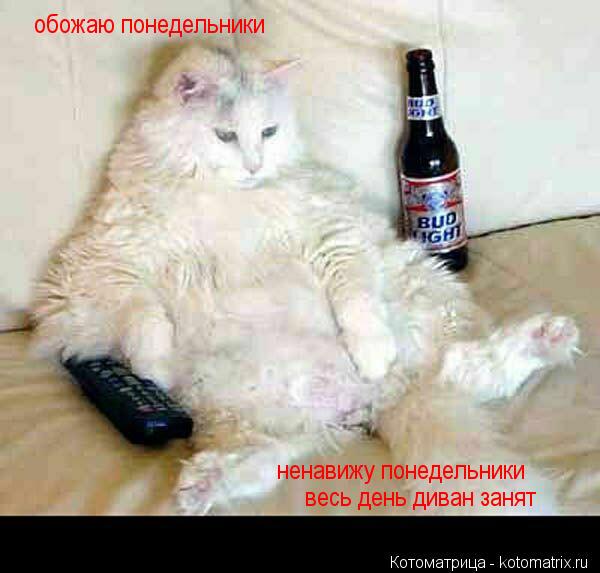Котоматрица: обожаю понедельники весь день диван занят ненавижу понедельники