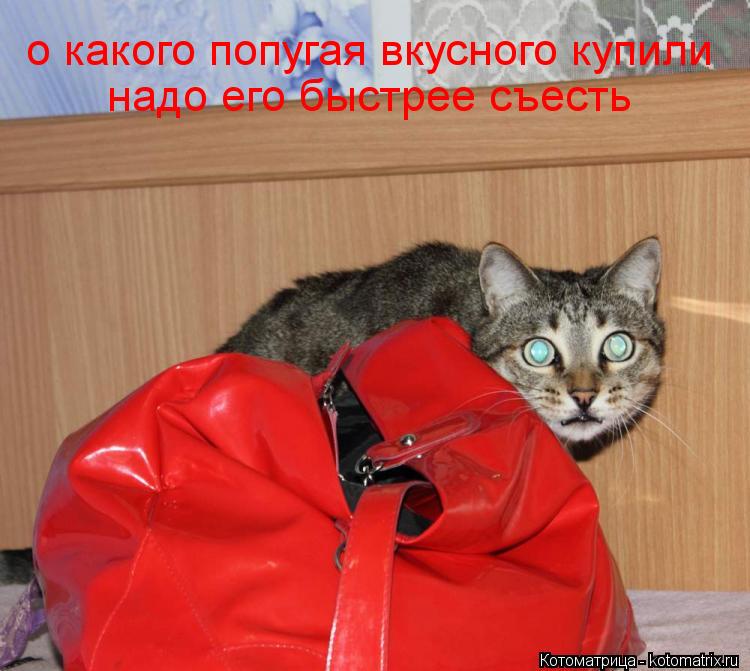 Котоматрица: о какого попугая вкусного купили надо его быстрее съесть