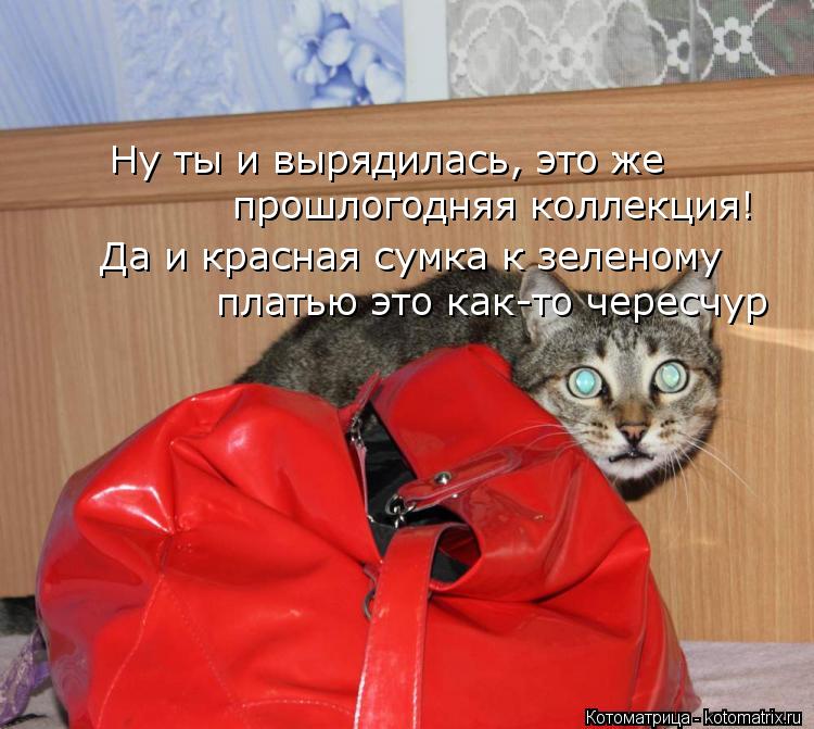 Котоматрица: Ну ты и вырядилась, это же  прошлогодняя коллекция! Да и красная сумка к зеленому платью это как-то чересчур