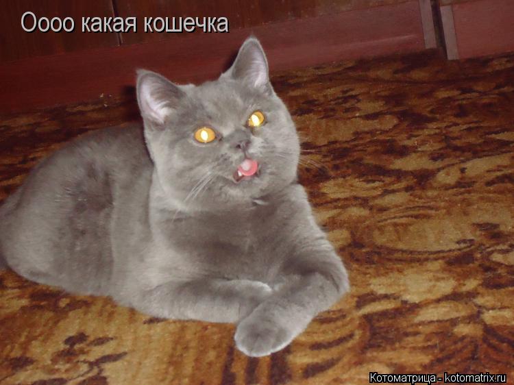 Котоматрица: Оооо какая кошечка