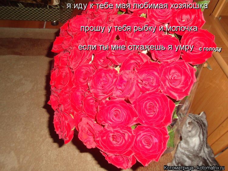 Котоматрица: я иду к тебе мая любимая хозяюшка прошу у тебя рыбку и молочка если ты мне откажешь я умру  с голоду