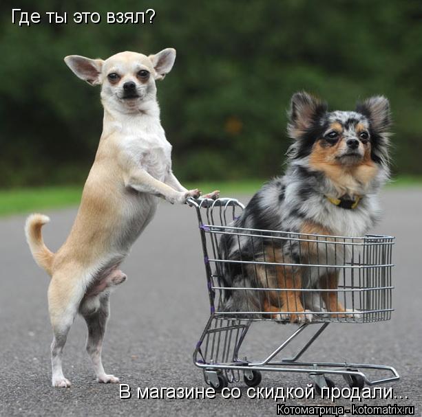 Котоматрица: Где ты это взял? В магазине со скидкой продали...