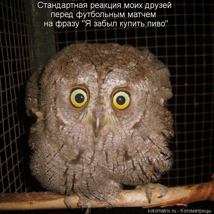 Котоматрица: Стандартная реакция моих друзей перед футбольным матчем на фразу "Я забыл купить пиво"