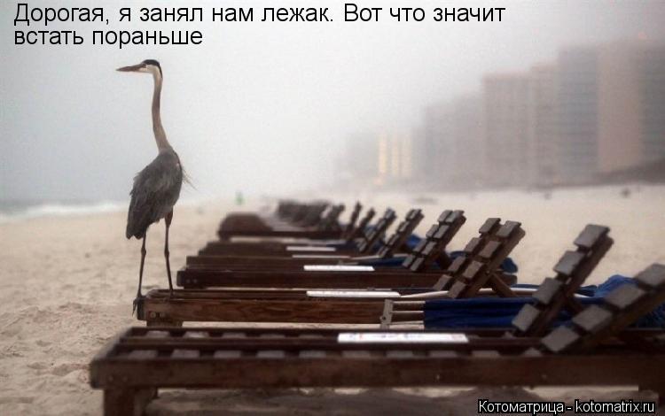 Котоматрица: Дорогая, я занял нам лежак. Вот что значит  встать пораньше