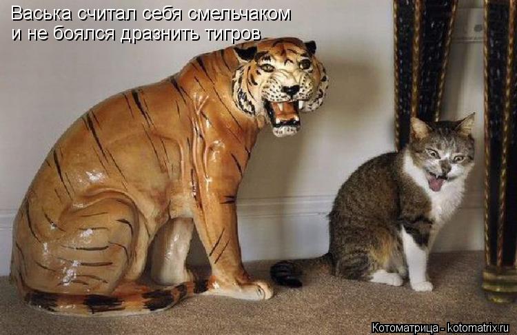Котоматрица: Васька считал себя смельчаком и не боялся дразнить тигров