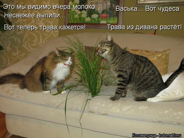 Котоматрица: Трава из дивана растёт! Васька... Вот чудеса Это мы видимо вчера молоко  Несвежее выпили... Вот теперь трава,кажется!