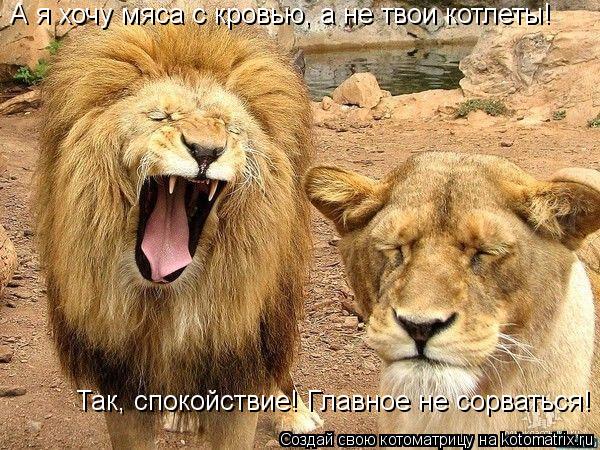 Котоматрица: А я хочу мяса с кровью, а не твои котлеты! Так, спокойствие! Главное не сорваться!