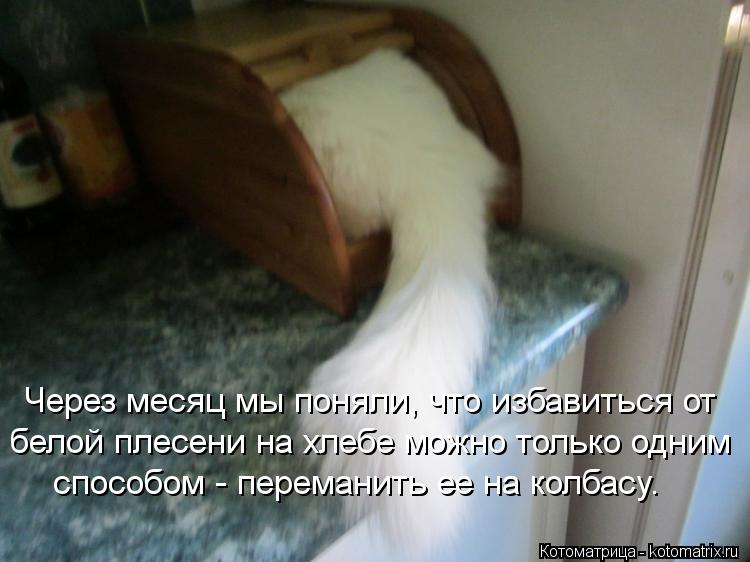 Котоматрица: Через месяц мы поняли, что избавиться от белой плесени на хлебе можно только одним способом - переманить ее на колбасу.