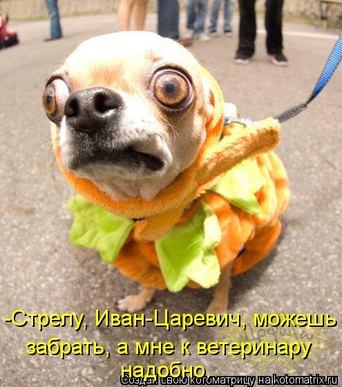 Котоматрица: -Стрелу, Иван-Царевич, можешь  забрать, а мне к ветеринару надобно.