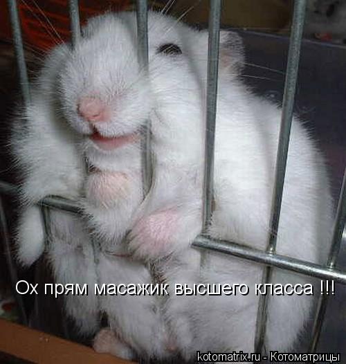 Котоматрица: Ох прям масажик высшего класса !!!