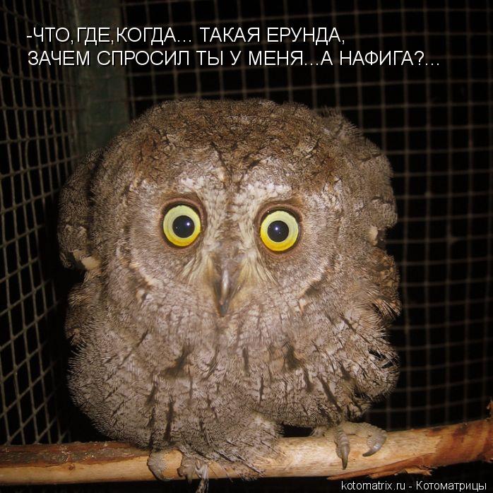 Котоматрица: -ЧТО,ГДЕ,КОГДА... ТАКАЯ ЕРУНДА, ЗАЧЕМ СПРОСИЛ ТЫ У МЕНЯ...А НАФИГА?...