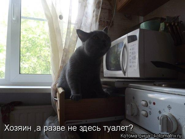Котоматрица: Хозяин ,а разве не здесь туалет?