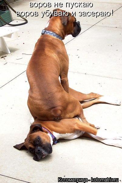 Котоматрица: воров не пускаю воров убиваю и засераю !