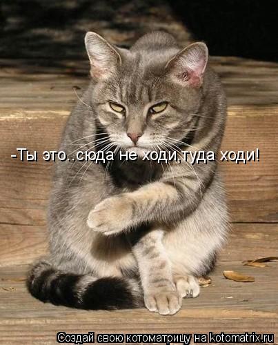 Котоматрица: -Ты это..сюда не ходи,туда ходи!