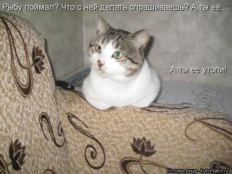 Рыбу поймал? Что с ней делать спрашиваешь? А ты её... ...А ты её утопи!... Котоматрица: Рыбу поймал? Что с ней делать спрашиваешь? А ты её... ...А ты её утопи!