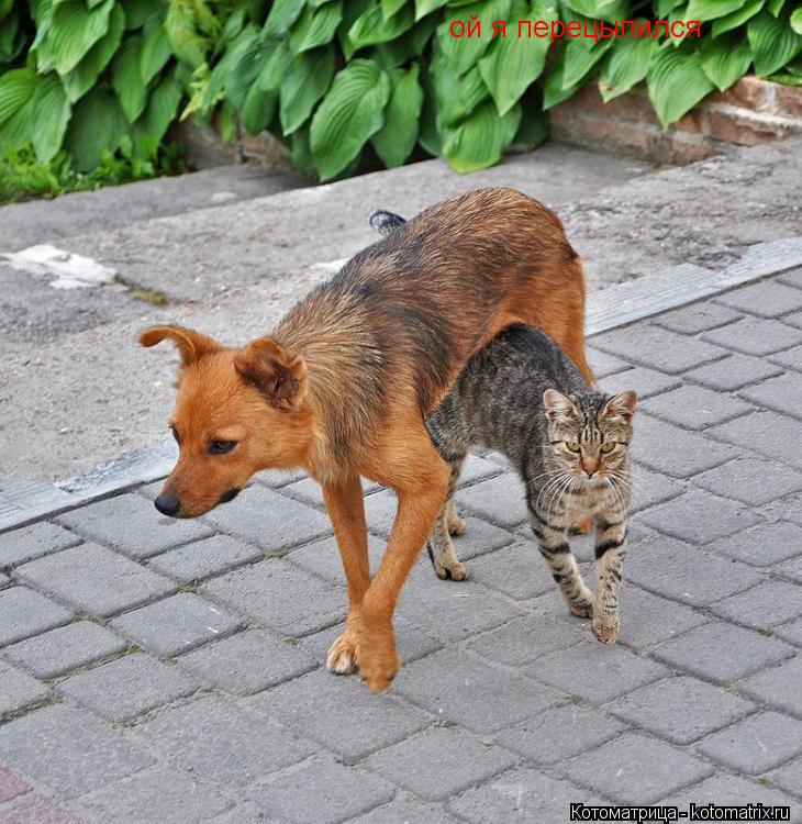 Котоматрица: ой я перецыпился