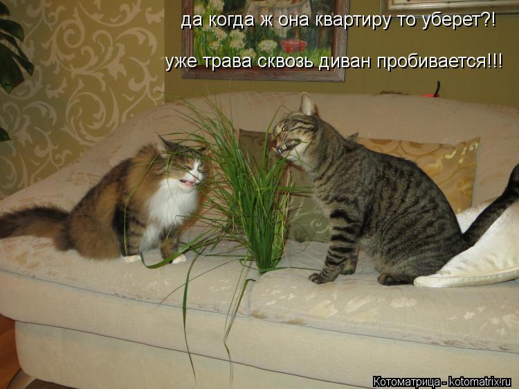 Котоматрица: да когда ж она квартиру то уберет?! уже трава сквозь диван пробивается!!!