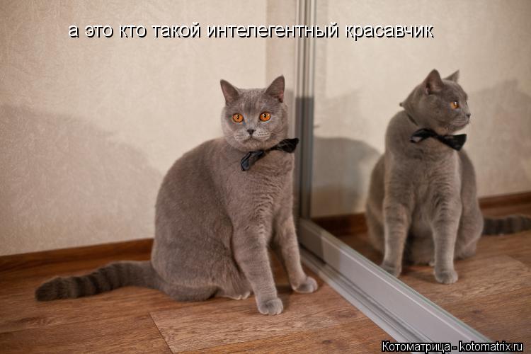 Котоматрица: а это кто такой интелегентный красавчик