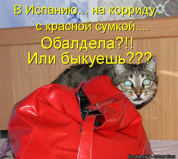 Котоматрица: В Испанию... на корриду... с красной сумкой.... Обалдела?!! Или быкуешь???