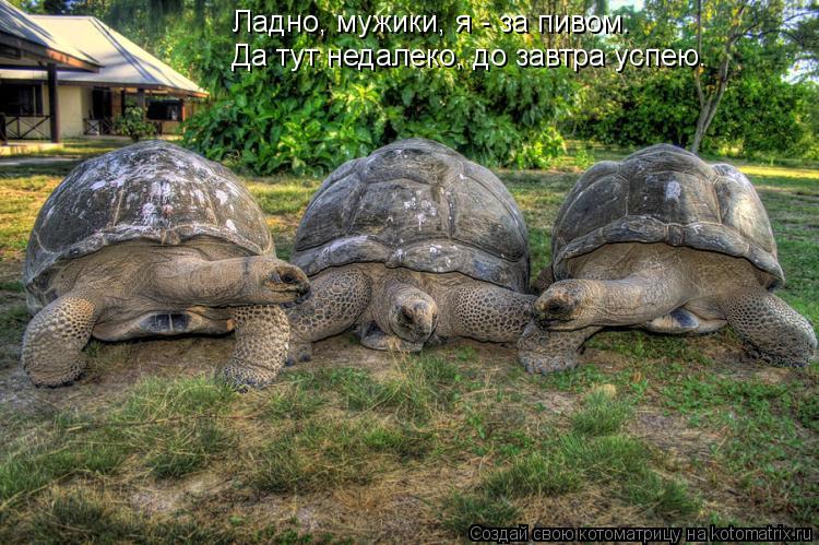 Котоматрица: Ладно, мужики, я - за пивом. Да тут недалеко, до завтра успею.