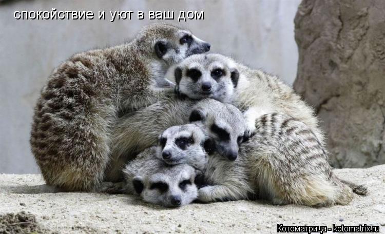 Котоматрица: спокойствие и уют в ваш дом