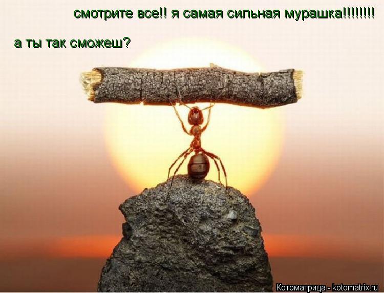Котоматрица: смотрите все!! я самая сильная мурашка!!!!!!!! а ты так сможеш?