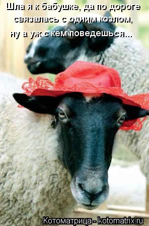 Котоматрица: Шла я к бабушке, да по дороге связалась с одним козлом,  ну а уж с кем поведешься...