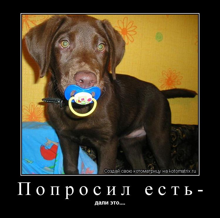 Котоматрица: Попросил есть- дали это....