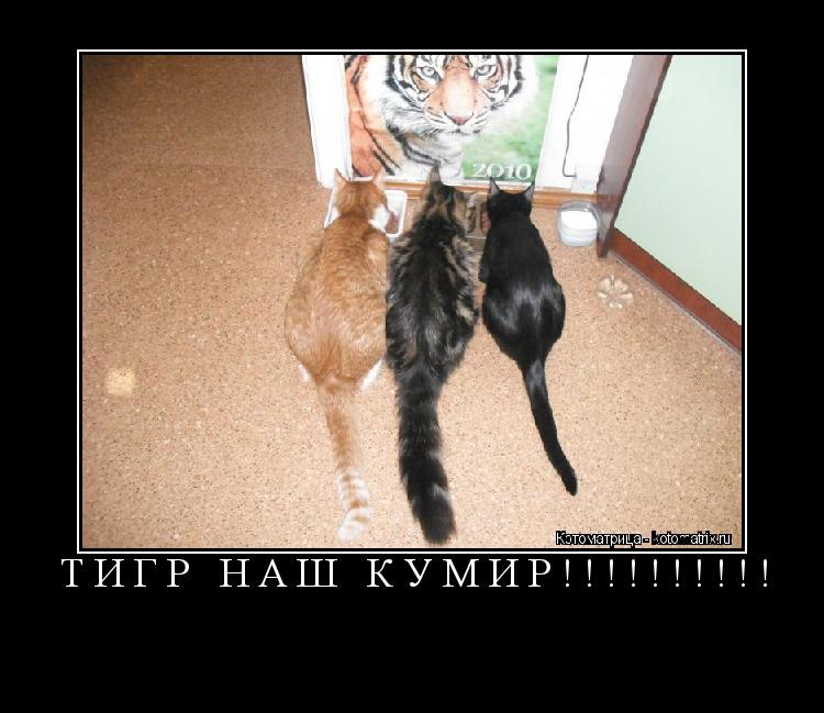 Котоматрица: ТИГР НАШ КУМИР!!!!!!!!!! 