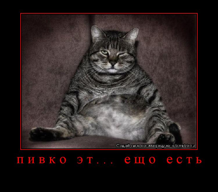 Котоматрица: пивко эт... ещо есть 