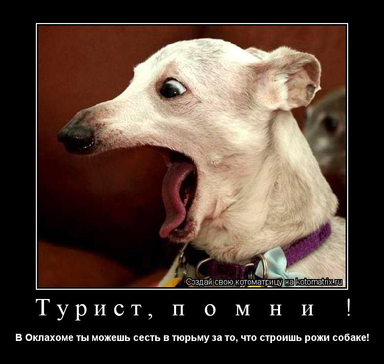 Котоматрица: Турист, п о м н и  ! В Оклахоме ты можешь сесть в тюрьму за то, что строишь рожи собаке!