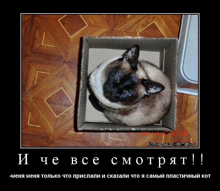 Котоматрица: И че все смотрят!! -меня меня только что прислали и сказали что я самый пластичный кот
