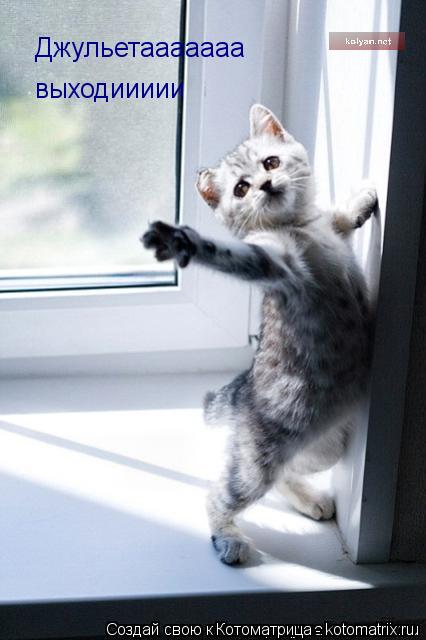 Котоматрица: Джульетааааааа выходиииии