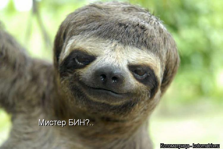 Мистер БИН?..... Котоматрица: Мистер БИН?..