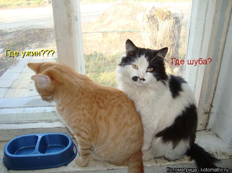 Котоматрица: Где ужин??? Где шуба?