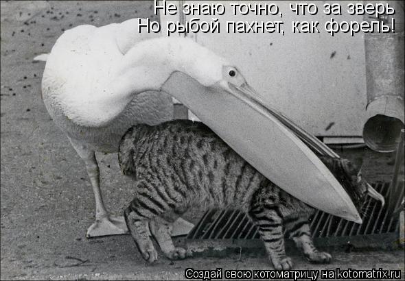 Котоматрица: Не знаю точно, что за зверь  Но рыбой пахнет, как форель!