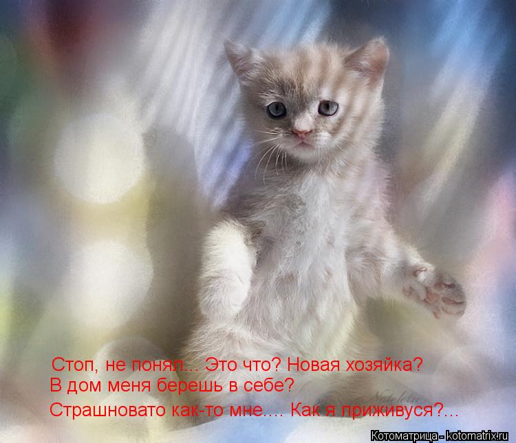 Котоматрица: Стоп, не понял... Это что? Новая хозяйка? В дом меня берешь в себе? Страшновато как-то мне.... Как я приживуся?...