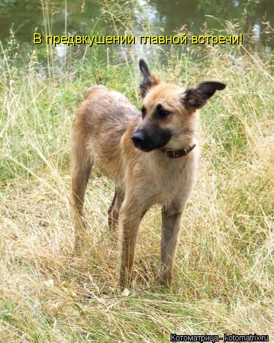 Котоматрица: АУ! Где ты хозяин/ В предвкушении главной встречи!