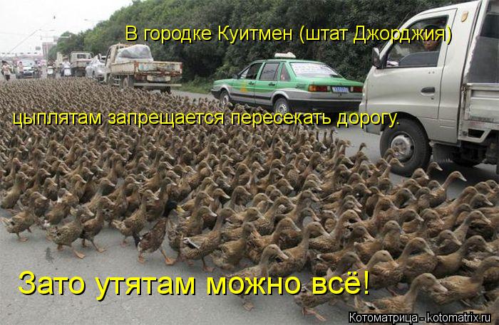 Котоматрица: В городке Куитмен (штат Джорджия)   цыплятам запрещается пересекать дорогу.  Зато утятам можно всё!