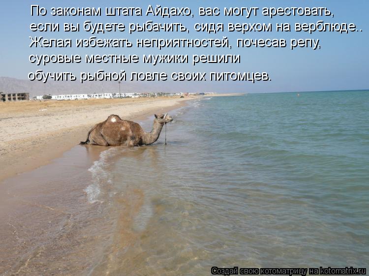Котоматрица: По законам штата Айдахо, вас могут арестовать,  если вы будете рыбачить, сидя верхом на верблюде.. Желая избежать неприятностей, почесав реп