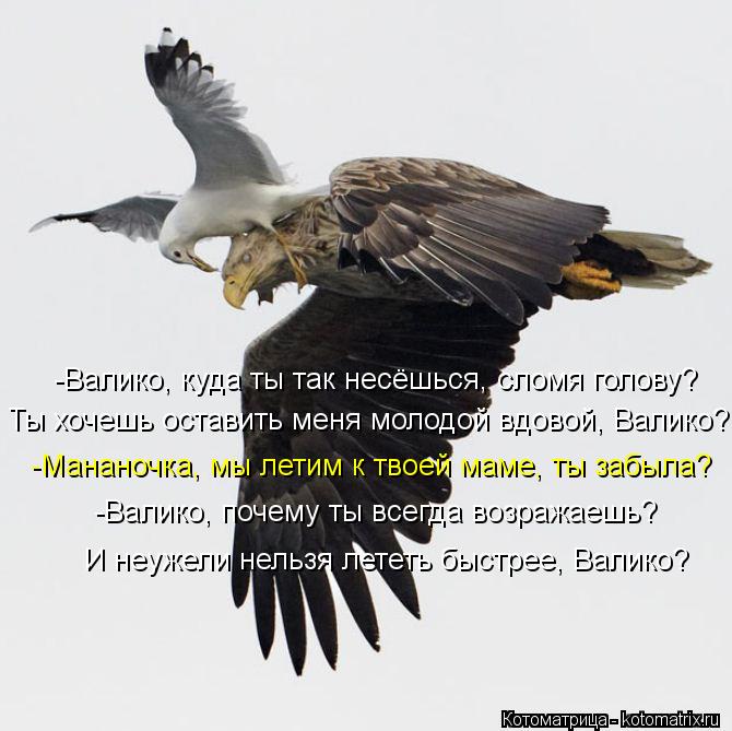 Котоматрица: -Валико, куда ты так несёшься, сломя голову? Ты хочешь оставить меня молодой вдовой, Валико? -Мананочка, мы летим к твоей маме, ты забыла? -Вали