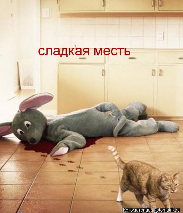 Котоматрица: сладкая месть
