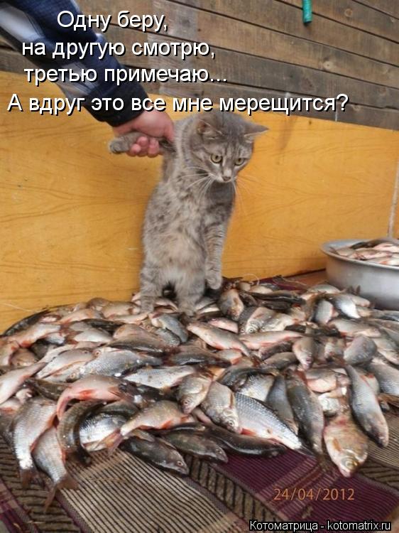 Котоматрица: Одну беру, на другую смотрю, третью примечаю... А вдруг это все мне мерещится?