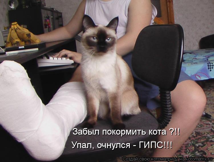 Котоматрица: Упал, очнулся - ГИПС!!! Забыл покормить кота ?!!