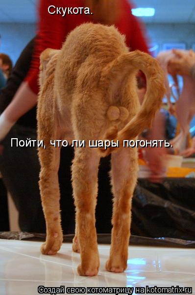 Котоматрица: Пойти, что ли шары погонять. Скукота. Пойти, что ли шары погонять.
