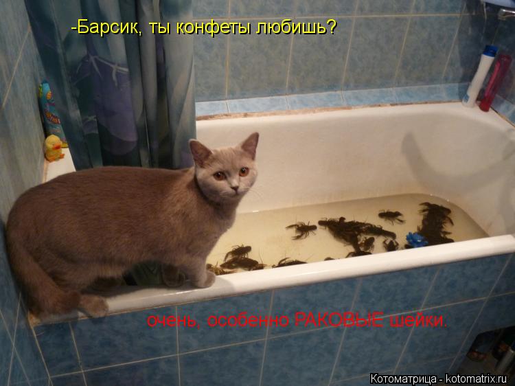 Котоматрица: -Барсик, ты конфеты любишь? очень, особенно РАКОВЫЕ шейки.