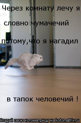 Котоматрица: словно чумачечий потому,что я нагадил Через комнату лечу я в тапок человечий !
